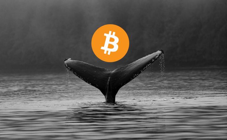 Crypto Whale Tracker: Track What Crypto Whales Are Buying