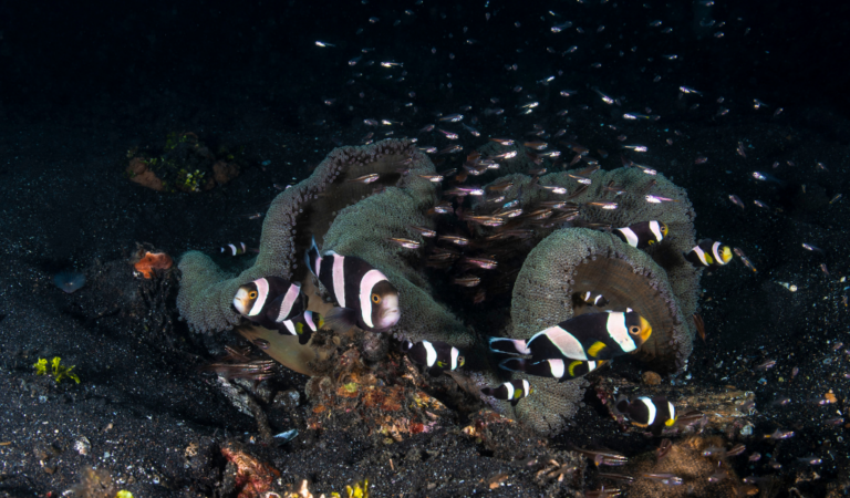 DEP, Native Token of GameFi Ecosystem, Prepares for Listings Across Multiple Platforms